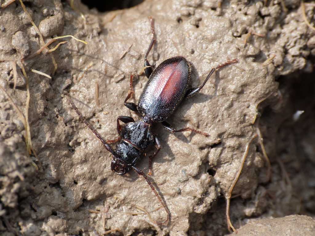 Siagona europaea - Tolfa (RM)